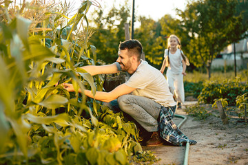 Naklejka na ściany i meble The happy young family during picking corns in a garden outdoors
