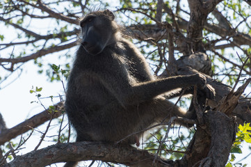 Monkey on Kruger NP, South Africa