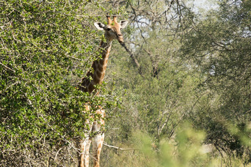 Giraffe on Kruger NP, South Africa © Alberto Yoldi