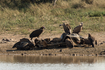 Vultures and dead Rhino on Kruger NP, South Africa