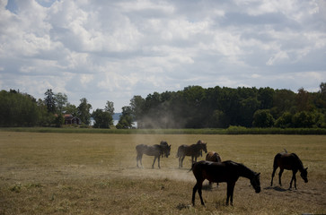 Fototapeta na wymiar Horse in a field at Ekerö, stockholm