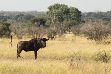 Gnu on Kruger NP, South Africa © Alberto Yoldi