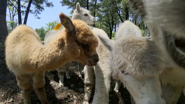 Feeding Alpacas (Vicugna pacos). Close Up View