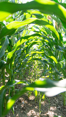 Mais Gang Reihe Biopflanzen kurz vor der Ernte