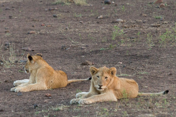 Lions on Kruger NP, South Africa