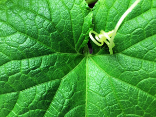 Cucumber Leaves Background