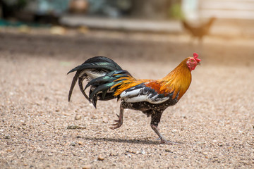 Beautiful Rooster and hen on nature background