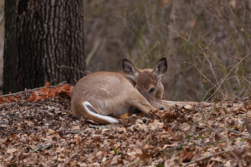 A white-tailed deer lying on the forest floor, camouflaged by the leaves and trees
