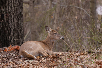 Naklejka na ściany i meble A white-tailed deer lying on the forest floor, camouflaged by the leaves and trees