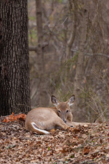 A white-tailed deer lying on the forest floor, camouflaged by the leaves and trees