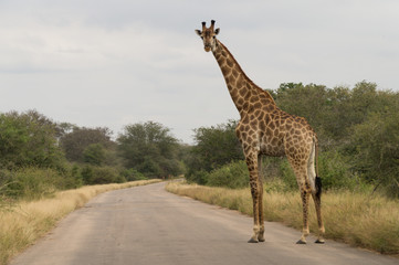 Giraffes on Kruger NP, South Africa