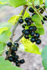 Ripe black currant on the branch with green leaves in the garden