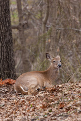 A white-tailed deer lying on the forest floor, camouflaged by the leaves and trees