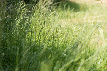 Grass 1