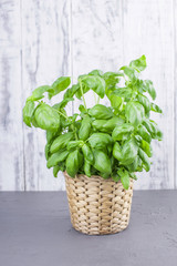 fresh basil in a pot, bright leaves for eating. Copy space.