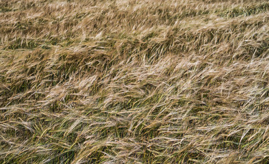 Ripening wheat in the fields. Panorama of the wheat field. Selective focus.