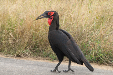 Bird on Kruger NP, South Africa