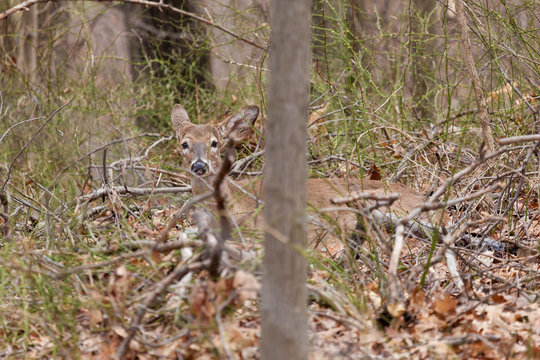 A white-tailed deer lying on the forest floor, camouflaged by the leaves and trees