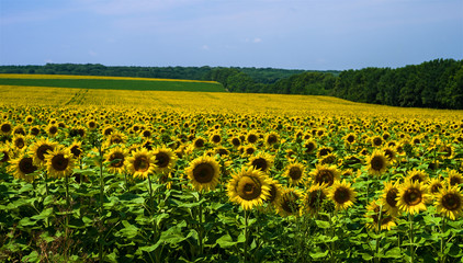 Field with sunflowers against a background of a grove and a blue sky. Selective focus.