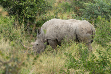 Naklejka premium Rhino on Kruger NP, South Africa