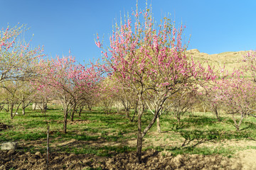 Cherry blooming garden in Lorestan Province. Iran