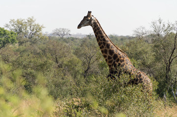 Giraffes on Kruger NP, South Africa