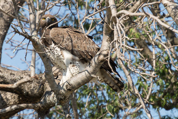 Eagle on Kruger NP, South Africa
