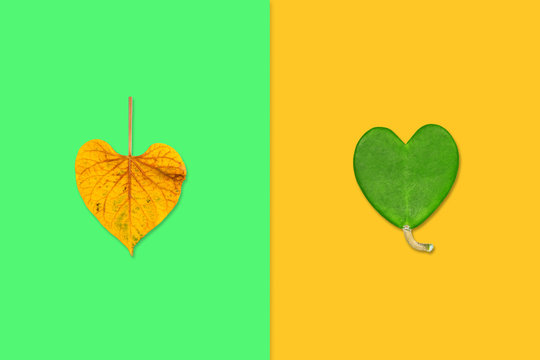 Creative heart shape leaves on colorful background. Minimal art design.
