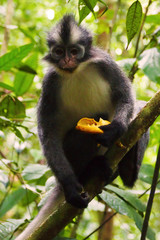 Thomas's langur (Presbytis thomasi) in Bukit Lawang, Sumatra, Indonesia