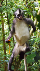 Thomas's langur (Presbytis thomasi) in Bukit Lawang, Sumatra, Indonesia