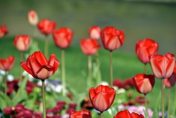 red tulips in an English garden with colourful background