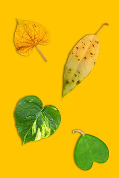 Creative heart shape leaves on colorful background. Minimal art design.