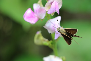 Moth on the Flower 