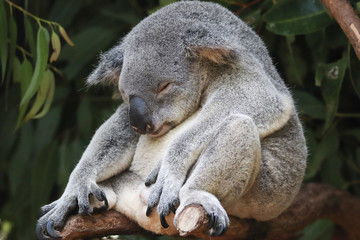 Koala sleeping on a branch