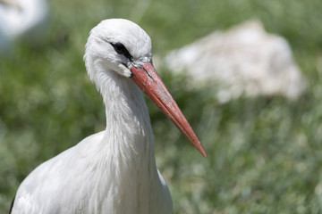 white stork in the farm