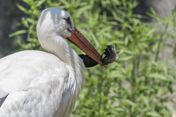 white stork in the farm
