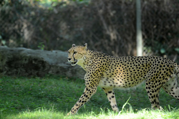 Gepard in Tierpark