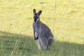 Wallaby