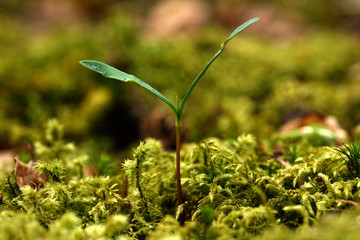 Ahorn; Berg-Ahorn; Acer pseudoplatanus; Keimling;