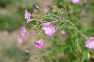 Great hairy willowherb