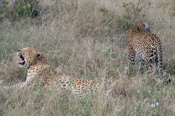 Leopards on Kruger NP, South Africa