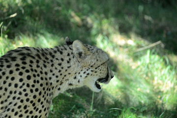 Gepard in Tierpark
