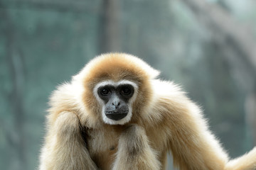 Gibbon Affe, 