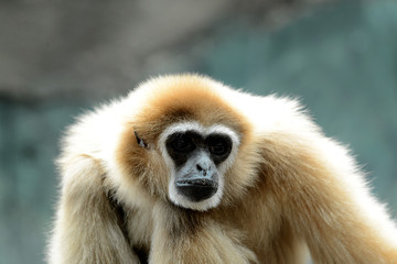 Gibbon Affe, 