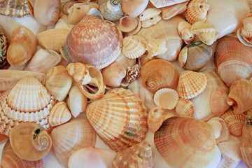 Muscheln und Schnecken