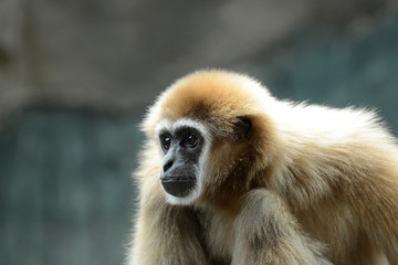 Gibbon Affe, 