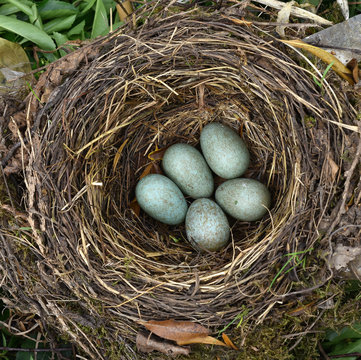 Amseleier; Amselgelege; turdus merula