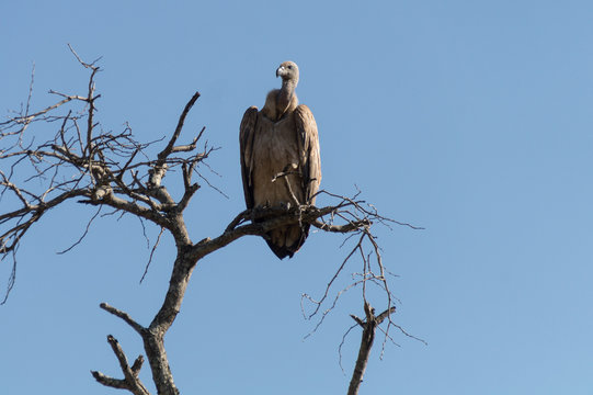 Vulture on Kruger NP, South Africa