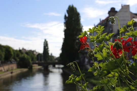Fluss in Prag mit Blumen