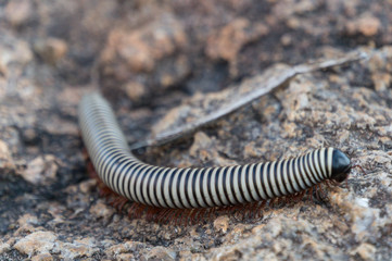 Kruger NP, South Africa